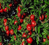 Photo Credit: Fix Brothers Fruit Farm