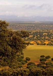 Dehesa Courtesy Extremadura Tourism