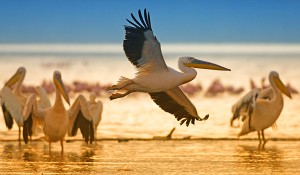 Lake Nakuru Great White Pelicans