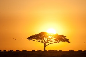 Photo: Andy Biggs Courtesy of Thomson Safaris