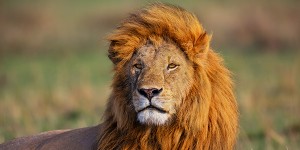 africa_i love kenya