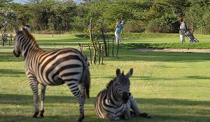 golf_zebras_ILoveKenya