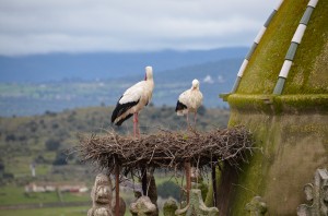 DSC_7688Storks