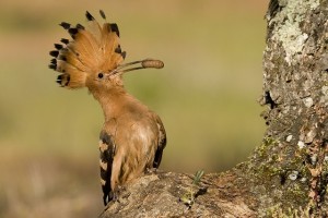 Hoopoe 