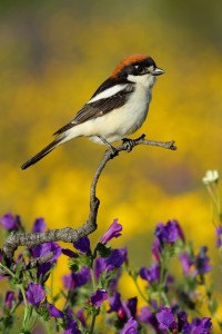 Woodchat Shrike_Miguel Angel Hernansanz Galán_Finalist Extremadura Birdwatching Fair Photo Contest 2014 weblrg