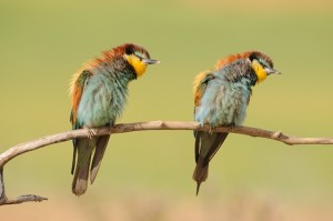 el baile de los abejarucos.European Bee-eaters by Lourdes Delgado Valencia. Finalist Extremadura Birdwatching Fair Photo Contest 2013 WEBLRG