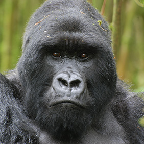 (c)2009 Kamili - Rwanda gorillas cropped