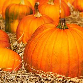 pumpkins-in-field.shutterstock_214588429cropped-282