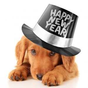 New Year Canine Co