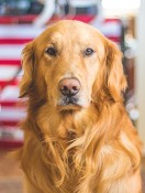 Pets are Good for Your Health