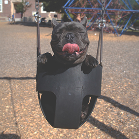 unsplash.-marion-michele-pets