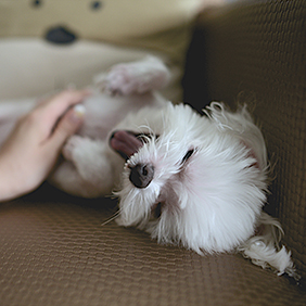 unsplash.-nomao-saeki-pets