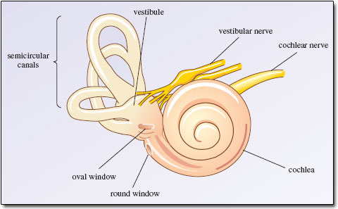 ear
