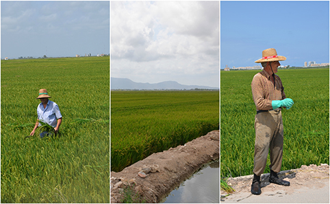 albufera rice fields healthyaging.net