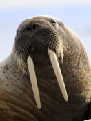 Who Says I’m Getting Long In The Tooth?