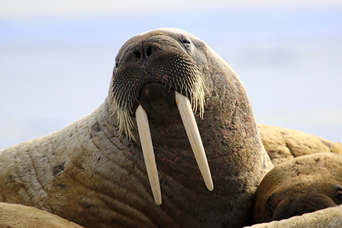 long in tooth healthyaging.net