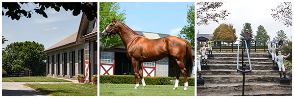 Taylor Made Farm Lexington Kentucky