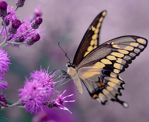 butterfly on flower