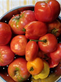 ripe freshly picked tomatoes