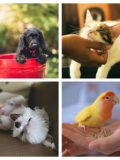 pets