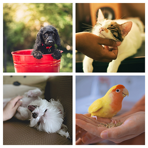 pets