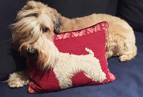 dog with pillow
