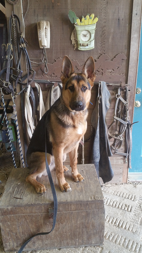 german shepherd