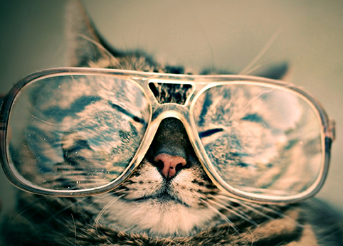 cat with glasses