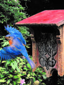 Birds for the Brain