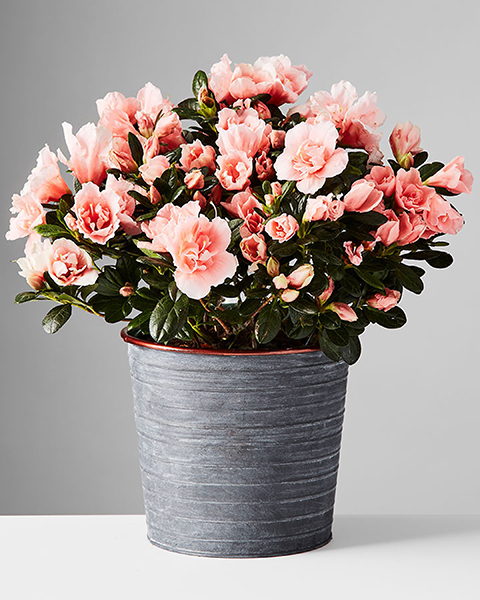 azalea plant