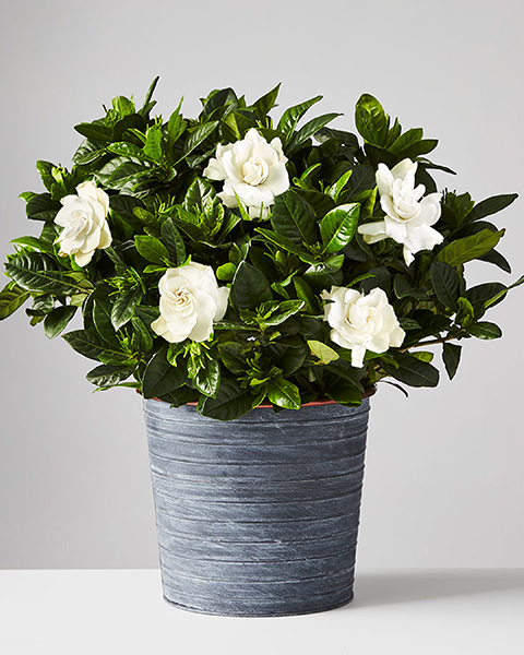 gardenia plant