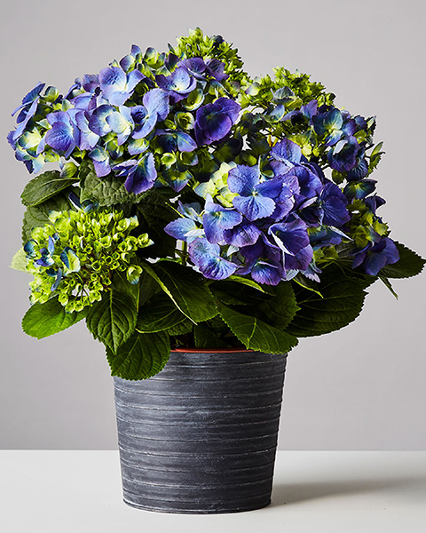 Hydrangea plant