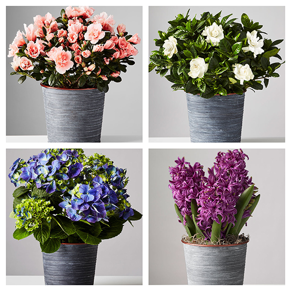 plants