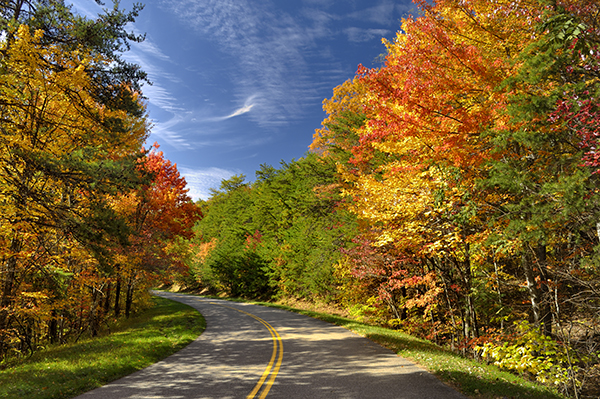 Colorful leaves in Great Smoky Mountains National Park