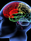 Stay Active, Stay Sharp: Why Lifelong Engagement Is the Key to Brain Health
