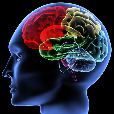 brain health - Healthy Aging Magazine