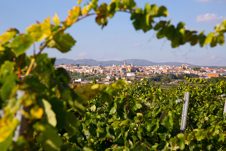 spain olive oil travel valencia vineyards countryside